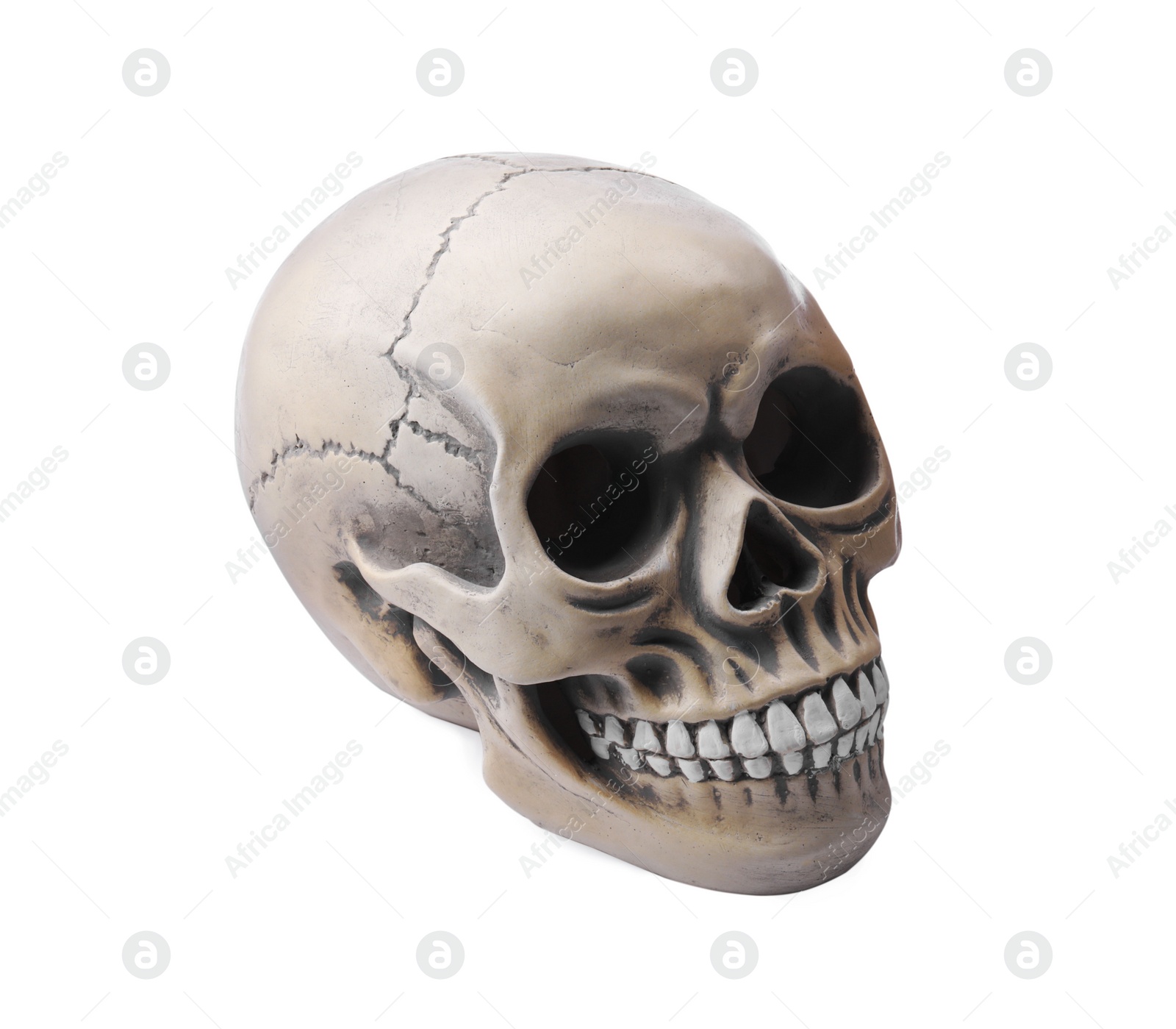 Photo of Human skull with teeth isolated on white