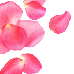 Photo of Fresh pink rose petals on white background, top view