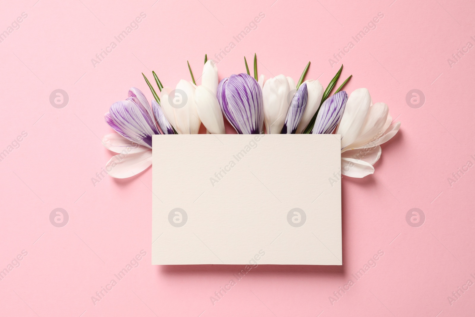 Photo of Beautiful spring crocus flowers and card on color background, flat lay. Space for text