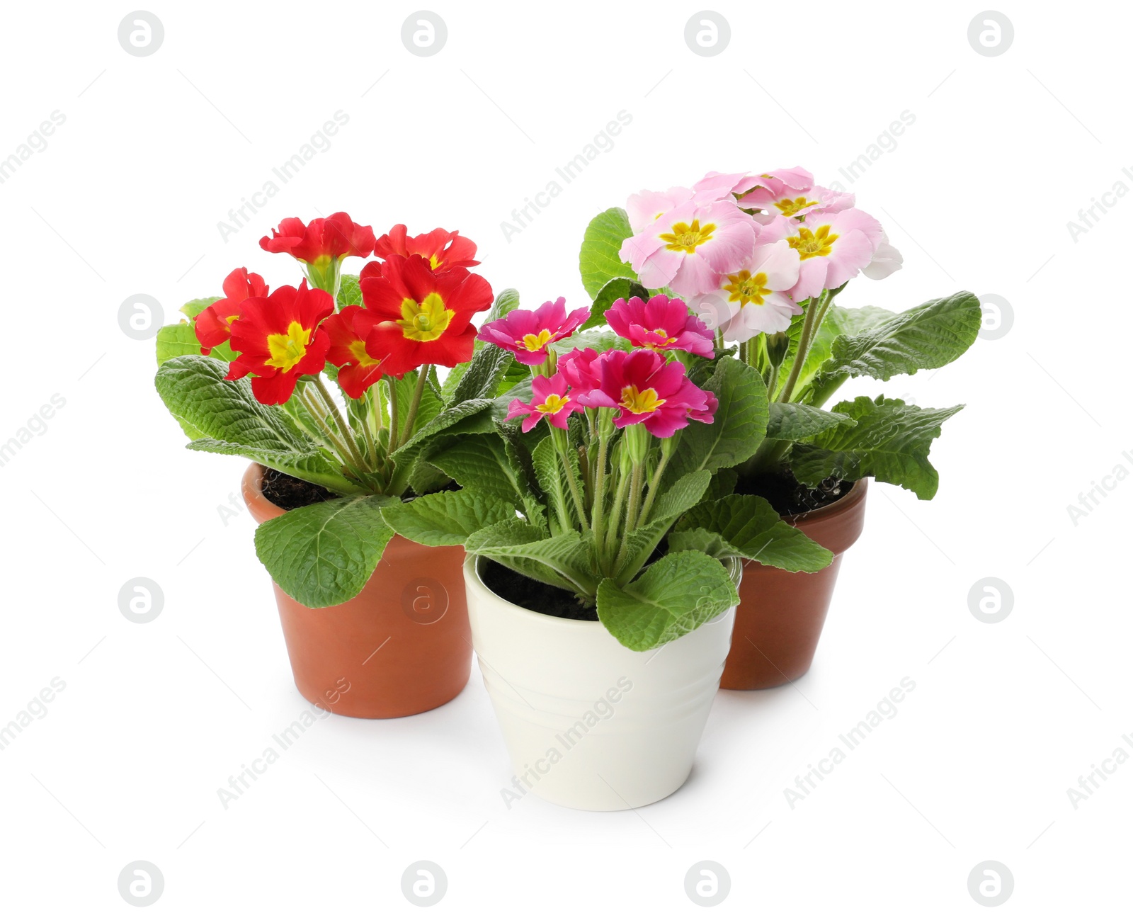 Photo of Beautiful potted primula flowers on white background