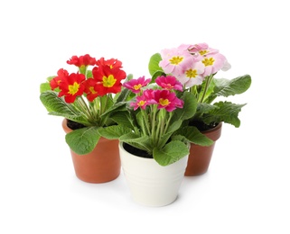 Beautiful potted primula flowers on white background