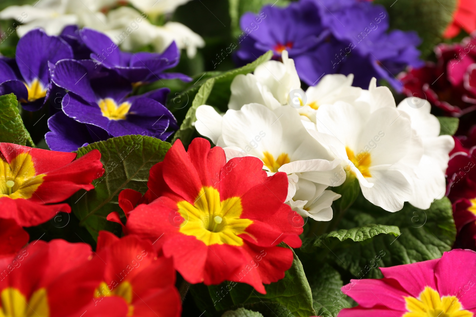 Photo of Beautiful primula (primrose) plants with colorful flowers as background, closeup. Spring blossom