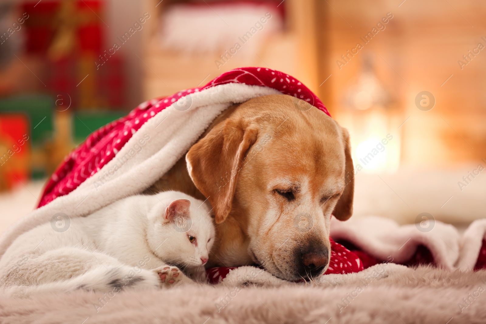 Photo of Adorable dog and cat together under blanket at room decorated for Christmas. Cute pets