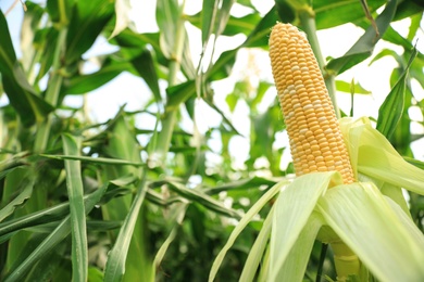 Photo of Ripe corn cob in field on sunny day
