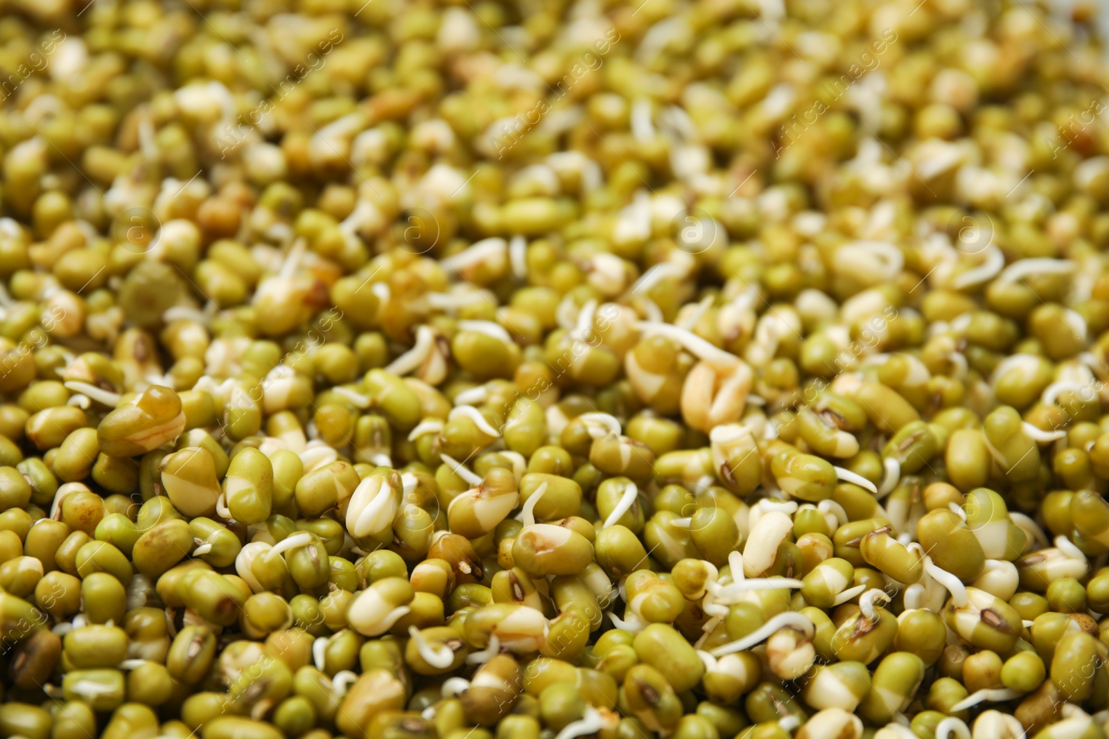 Photo of Fresh sprouted mung beans as background, closeup