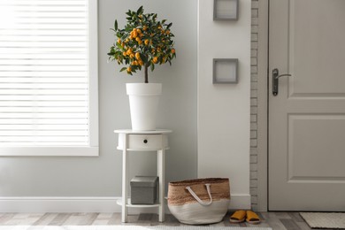 Photo of Potted kumquat tree in doorway. Interior design