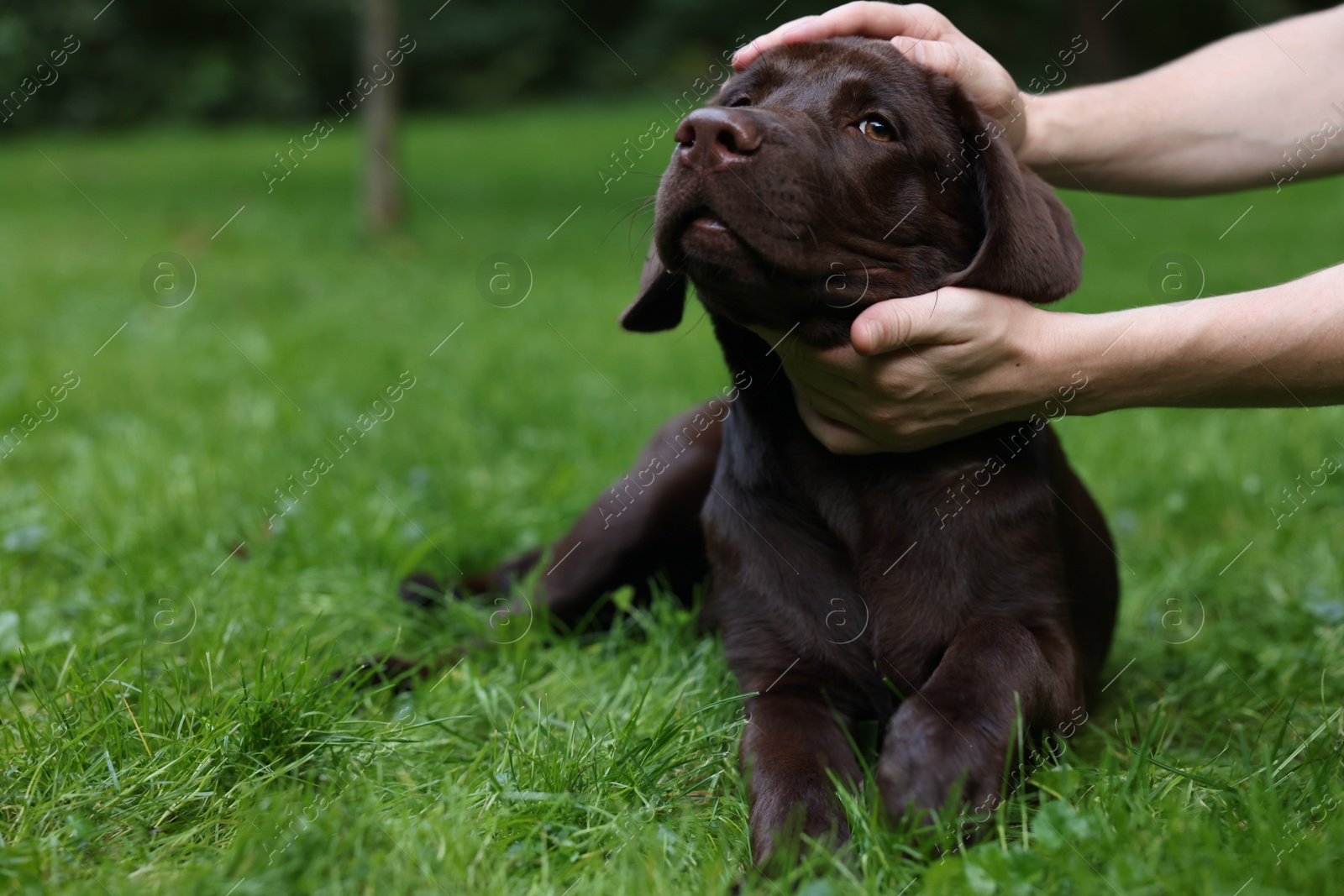 Photo of Man with adorable Labrador Retriever dog on green grass in park, closeup. Space for text