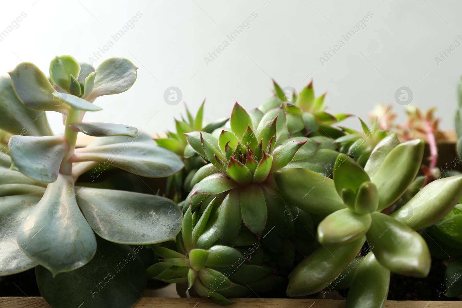 Photo of Many different echeverias in wooden tray on light grey background, closeup. Succulent plants