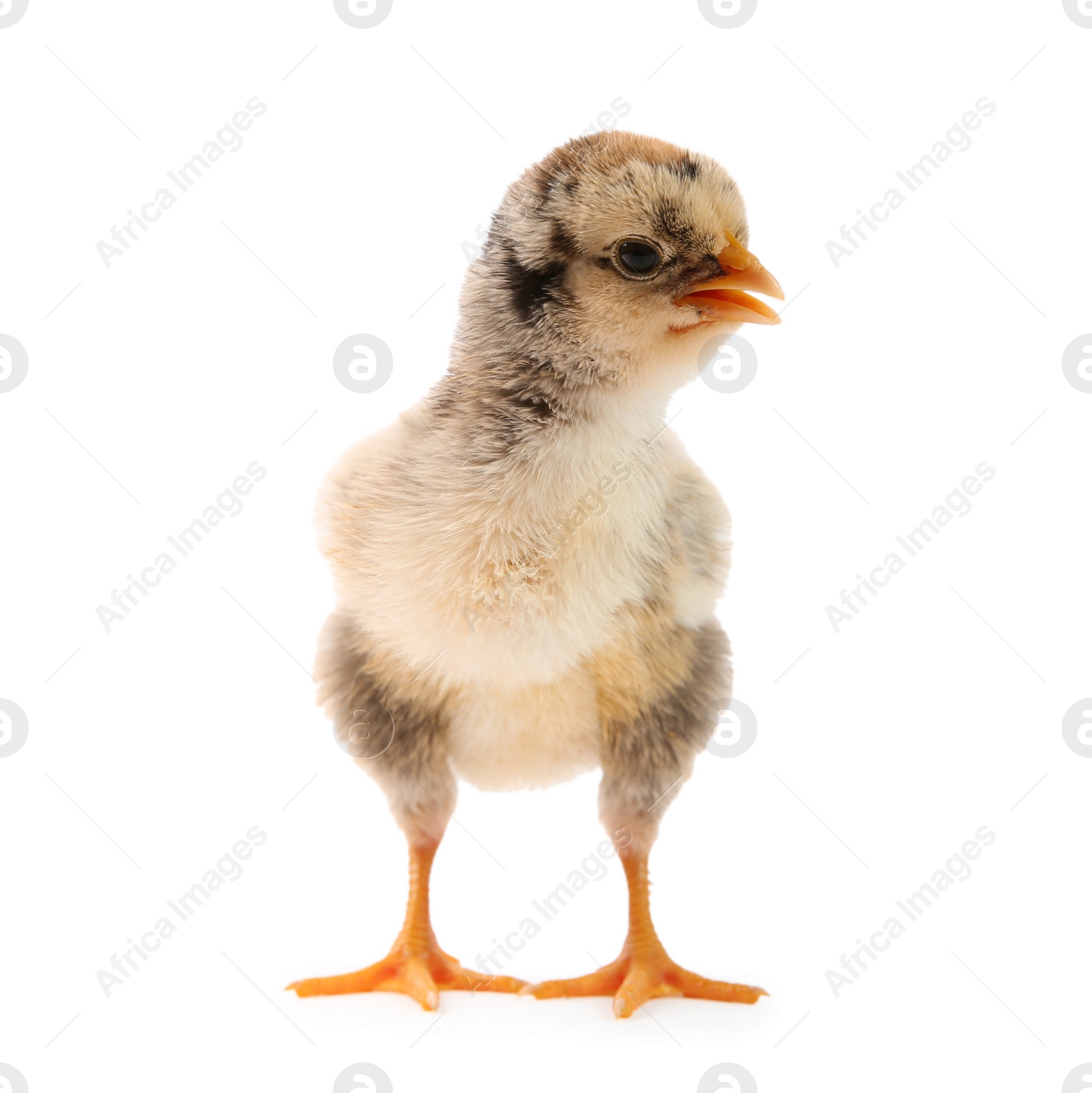 Photo of One cute chick isolated on white. Baby animal