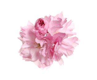 Beautiful pink sakura blossoms isolated on white