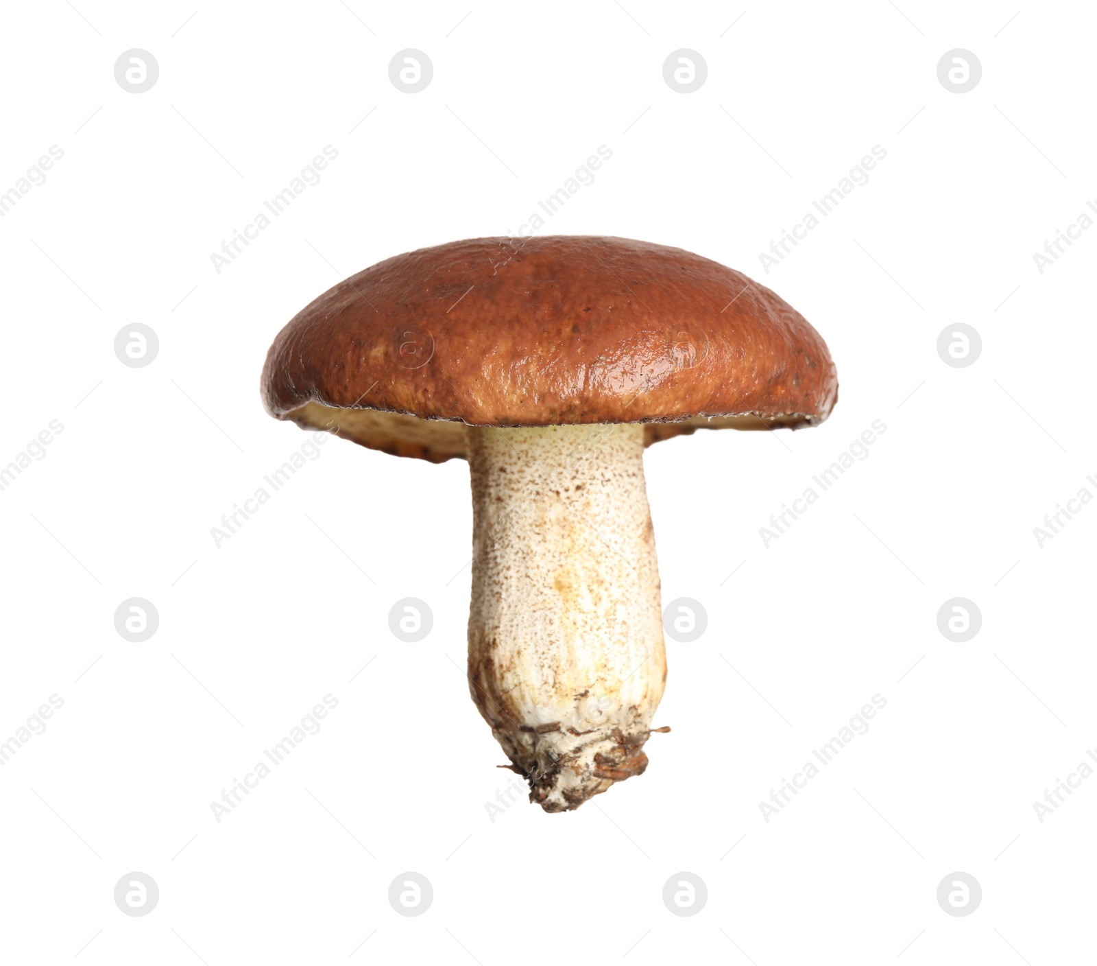 Photo of Fresh slippery jack mushroom isolated on white