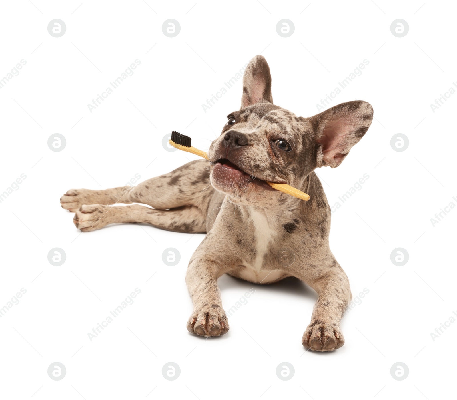 Photo of Cute French Bulldog with toothbrush on white background