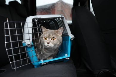 Photo of Travel with pet. Cute cat in carrier inside car