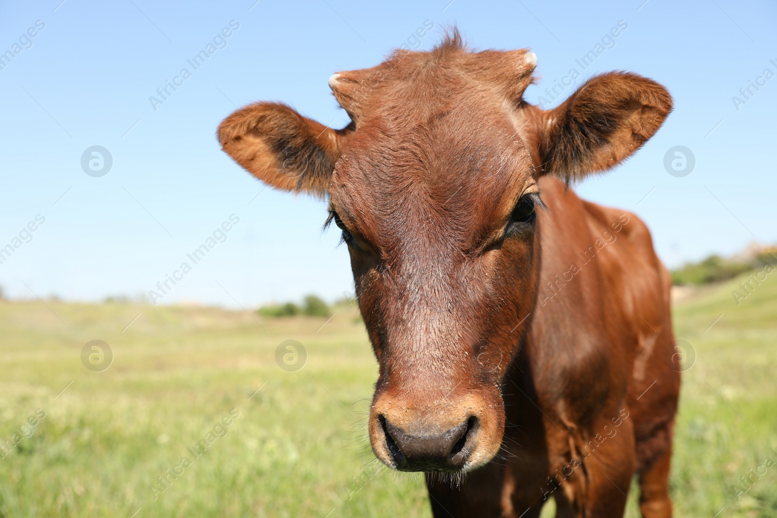 Photo of Cute brown calf outdoors on sunny day. Animal husbandry