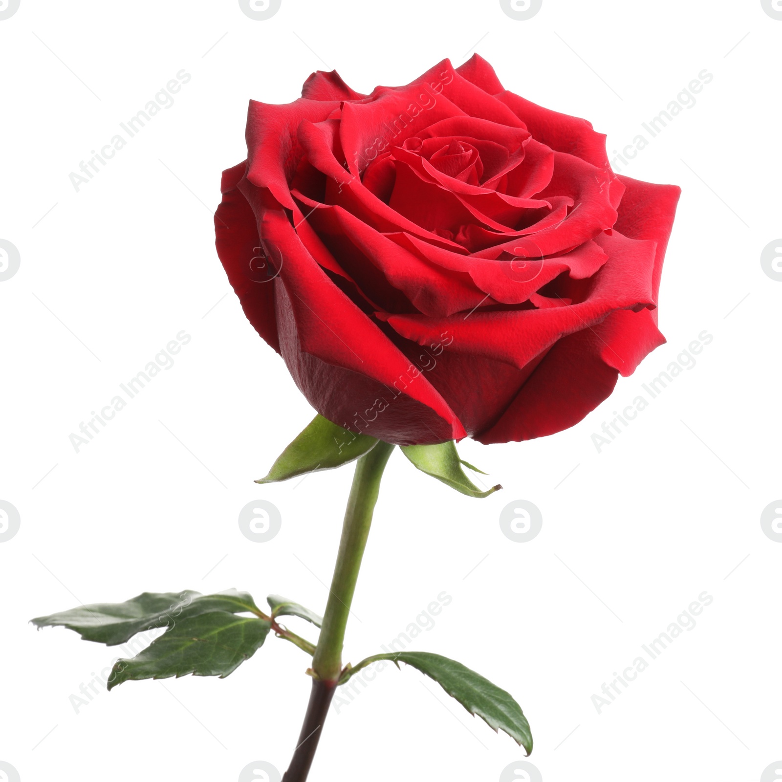 Photo of Beautiful fresh red rose isolated on white