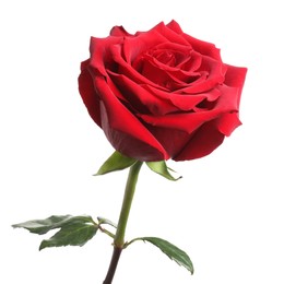 Photo of Beautiful fresh red rose isolated on white