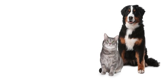 Image of Cute cat and adorable dog on white background. Banner design with space for text