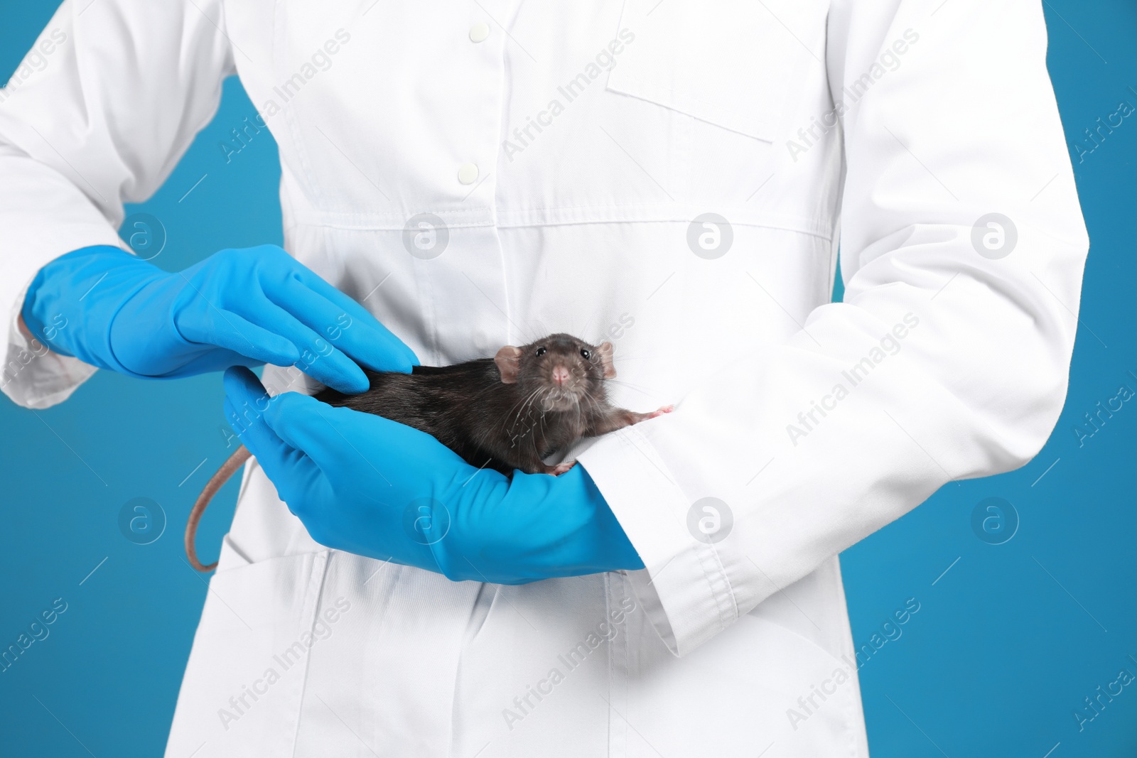 Photo of Scientist holding laboratory rat on blue background, closeup