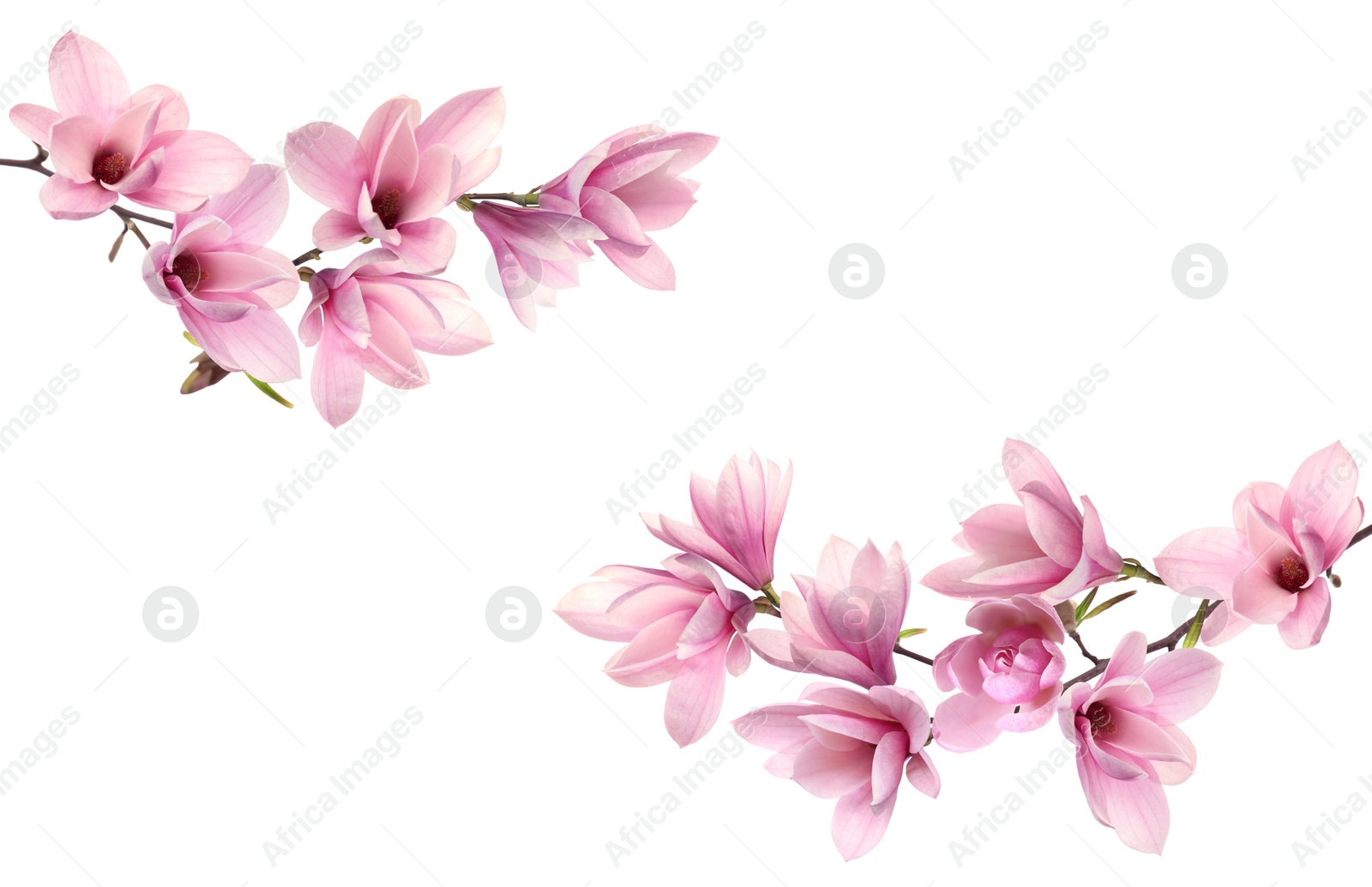 Image of Beautiful pink magnolia flowers on white background