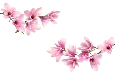 Image of Beautiful pink magnolia flowers on white background