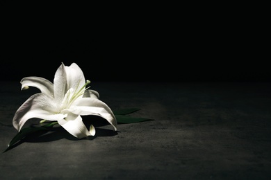Photo of Beautiful lily on dark background with space for text. Funeral flower