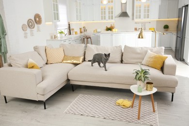 Modern living room interior. Adorable grey British Shorthair cat on couch