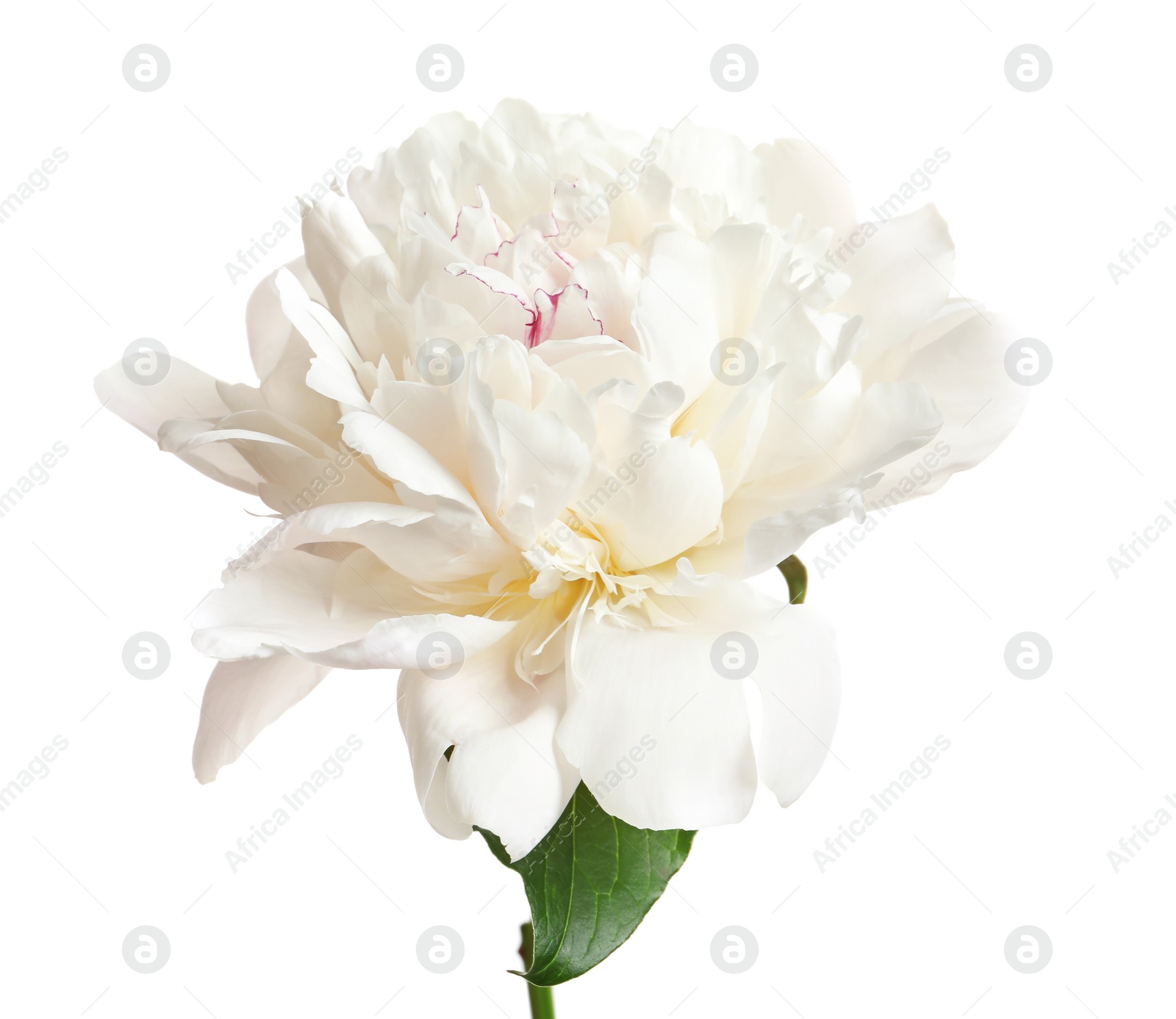 Photo of Beautiful blooming peony flower on white background