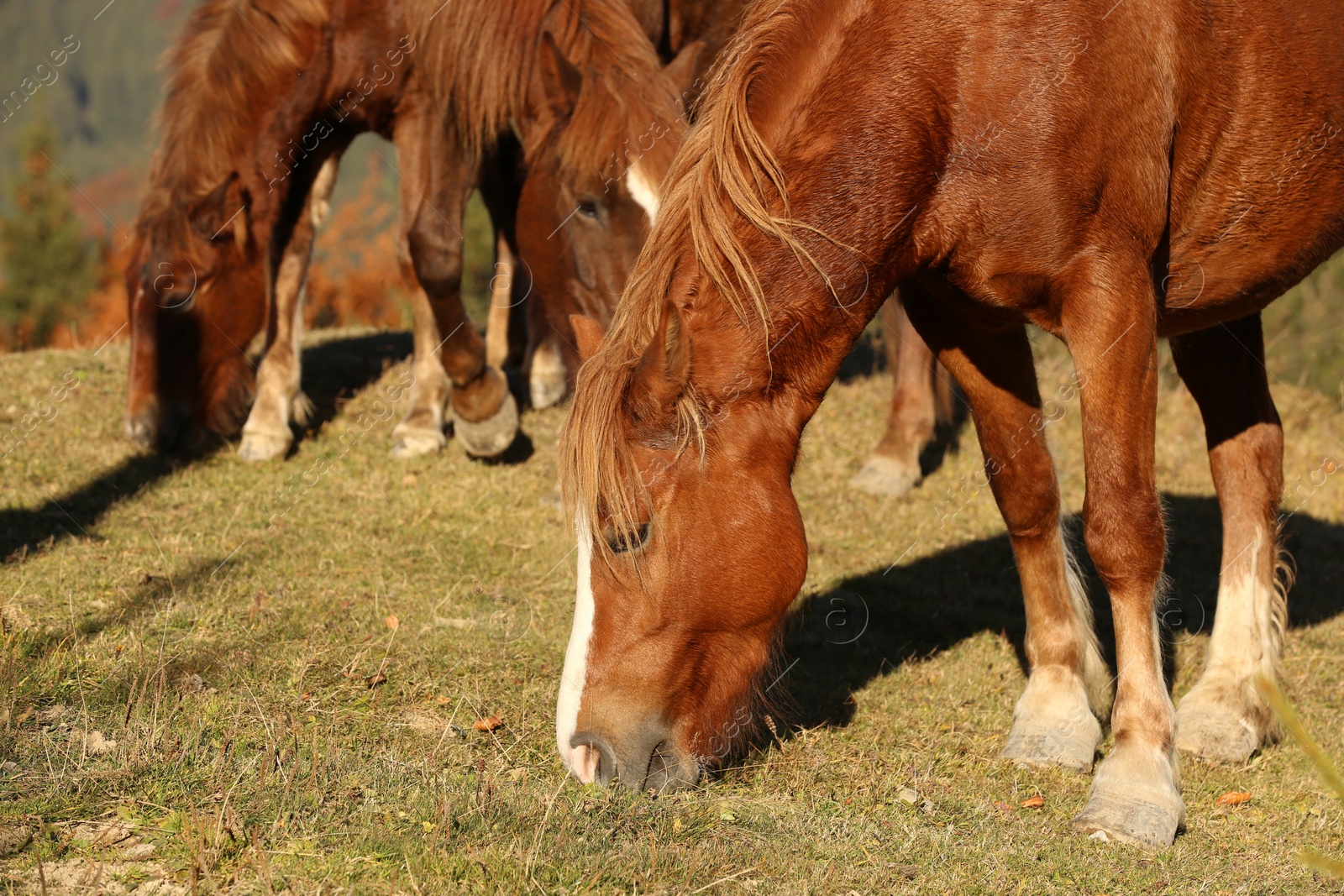 Photo of Brown horses grazing outdoors on sunny day. Beautiful pets