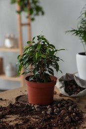Photo of Beautiful houseplant, soil and drainage on wooden table indoors