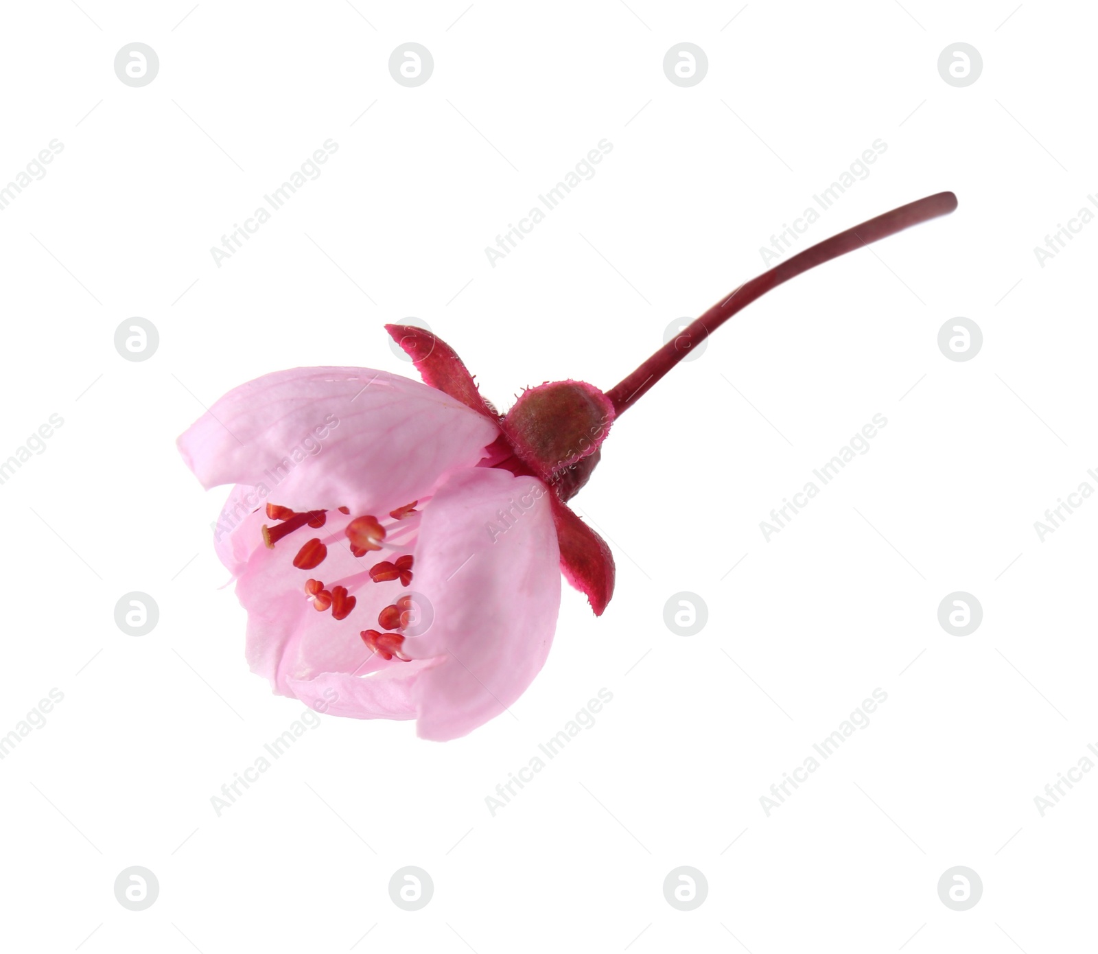 Photo of Beautiful spring tree blossom isolated on white