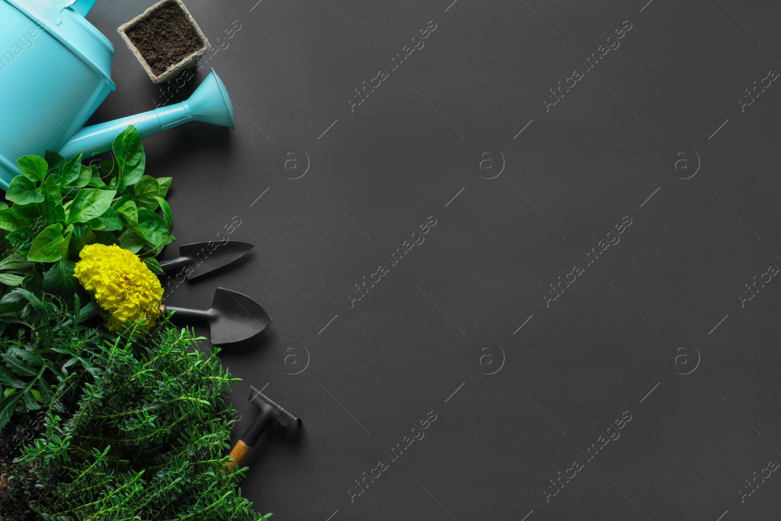 Photo of Flat lay composition with gardening tools and plants on black background