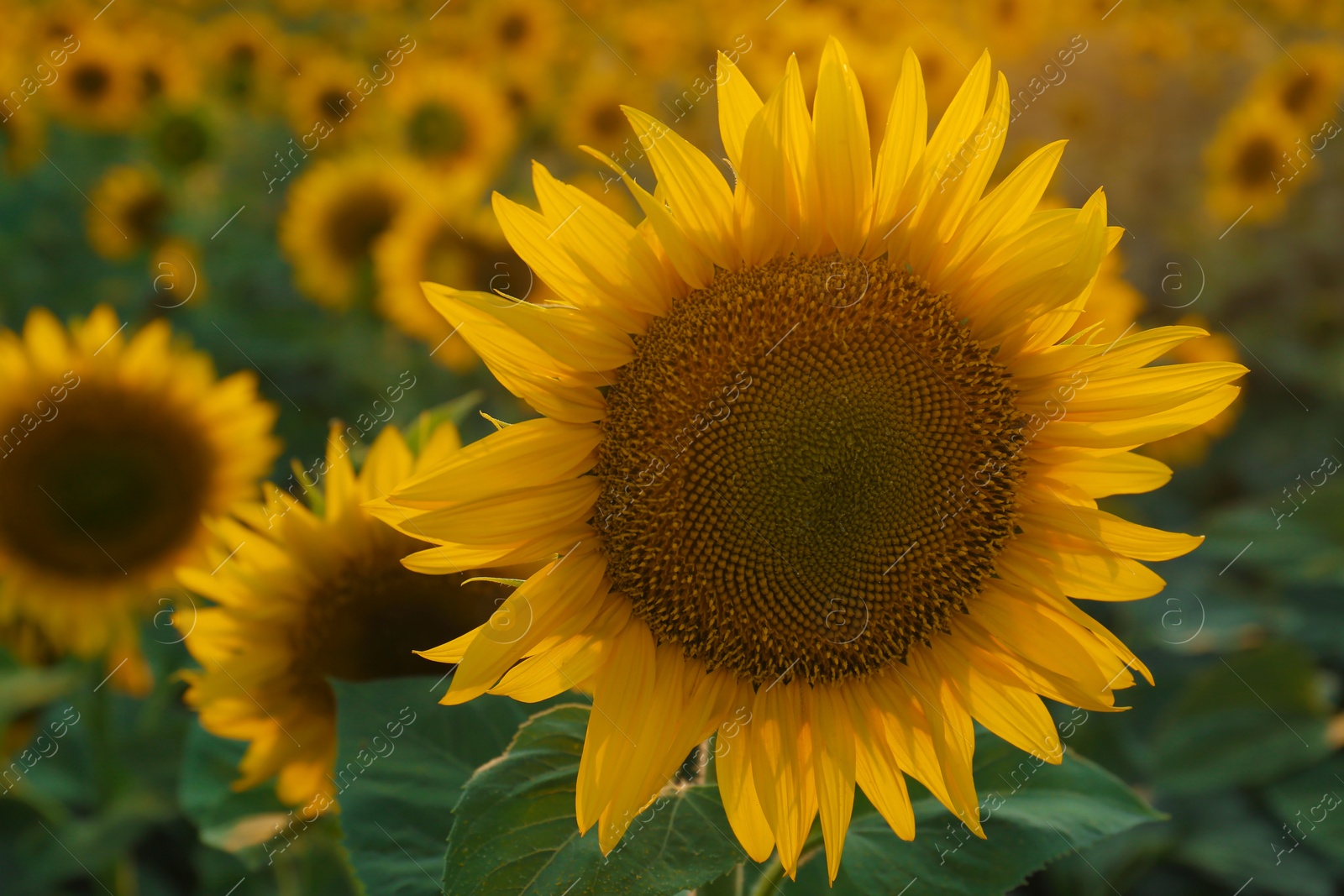 Photo of Beautiful blooming sunflower in field on summer day, closeup