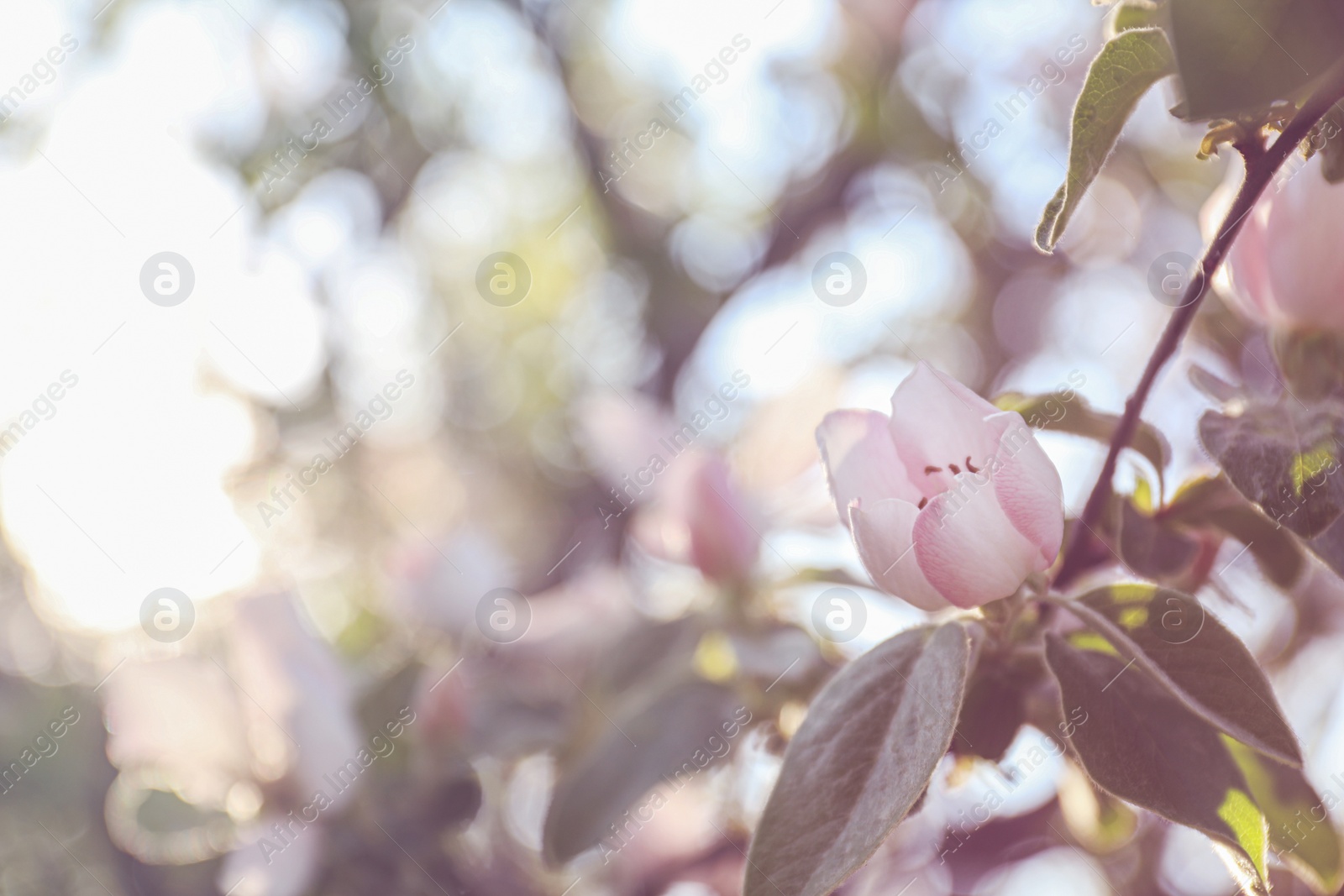 Photo of Closeup view of beautiful blossoming quince tree outdoors on spring day