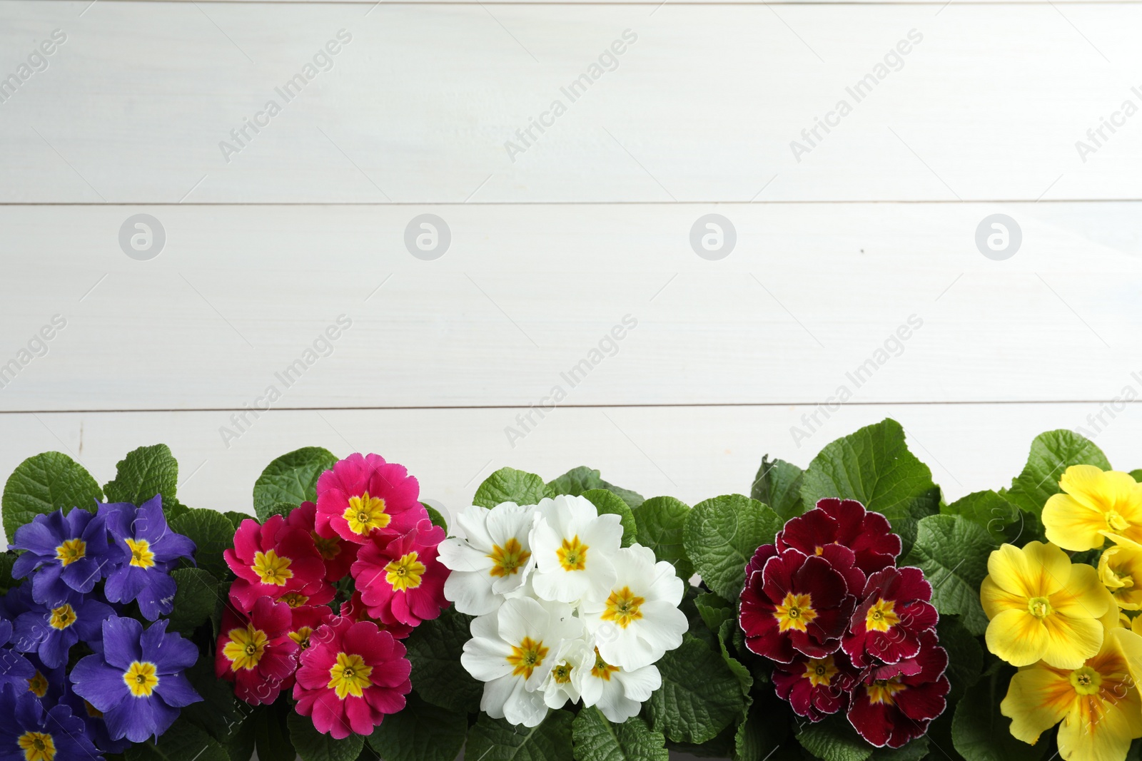 Photo of Beautiful primula (primrose) plants with colorful flowers on white wooden table, flat lay and space for text. Spring blossom