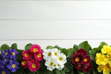 Photo of Beautiful primula (primrose) plants with colorful flowers on white wooden table, flat lay and space for text. Spring blossom