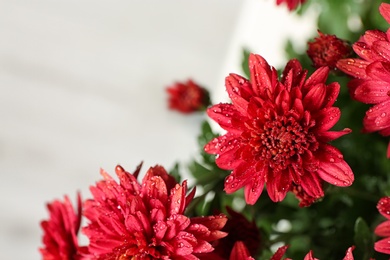 Beautiful red chrysanthemum flowers with water drops on light background, closeup. Space for text