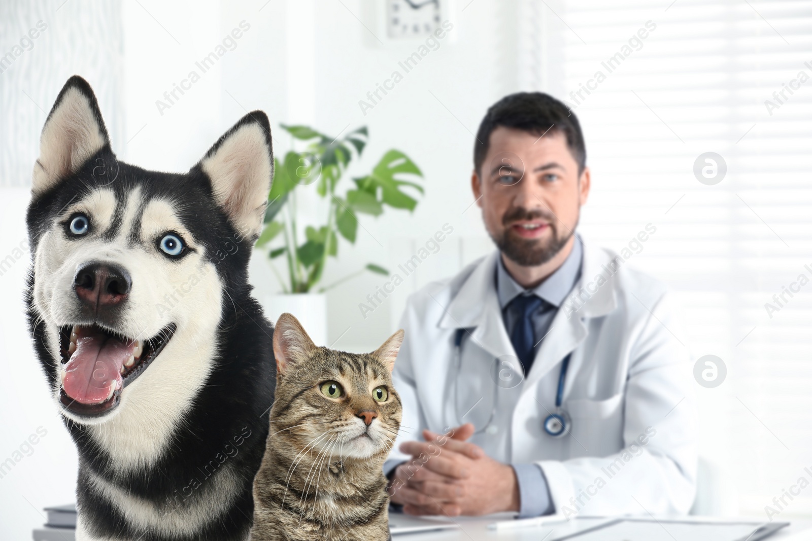 Image of Cute Husky dog with cat and mature veterinarian in office