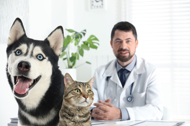 Cute Husky dog with cat and mature veterinarian in office