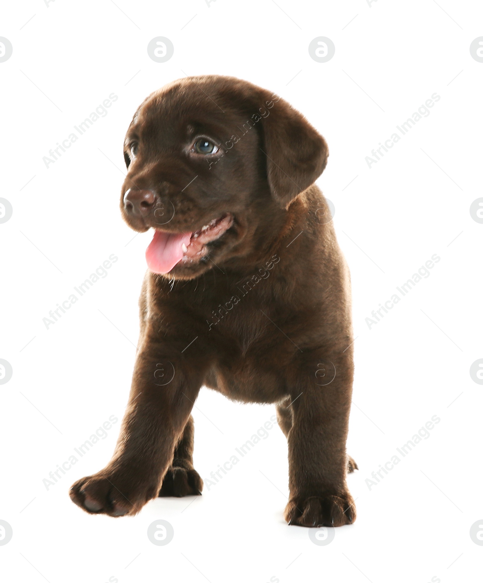 Photo of Chocolate Labrador Retriever puppy on white background