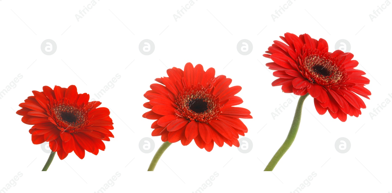 Image of Set of beautiful red gerbera flowers on white background