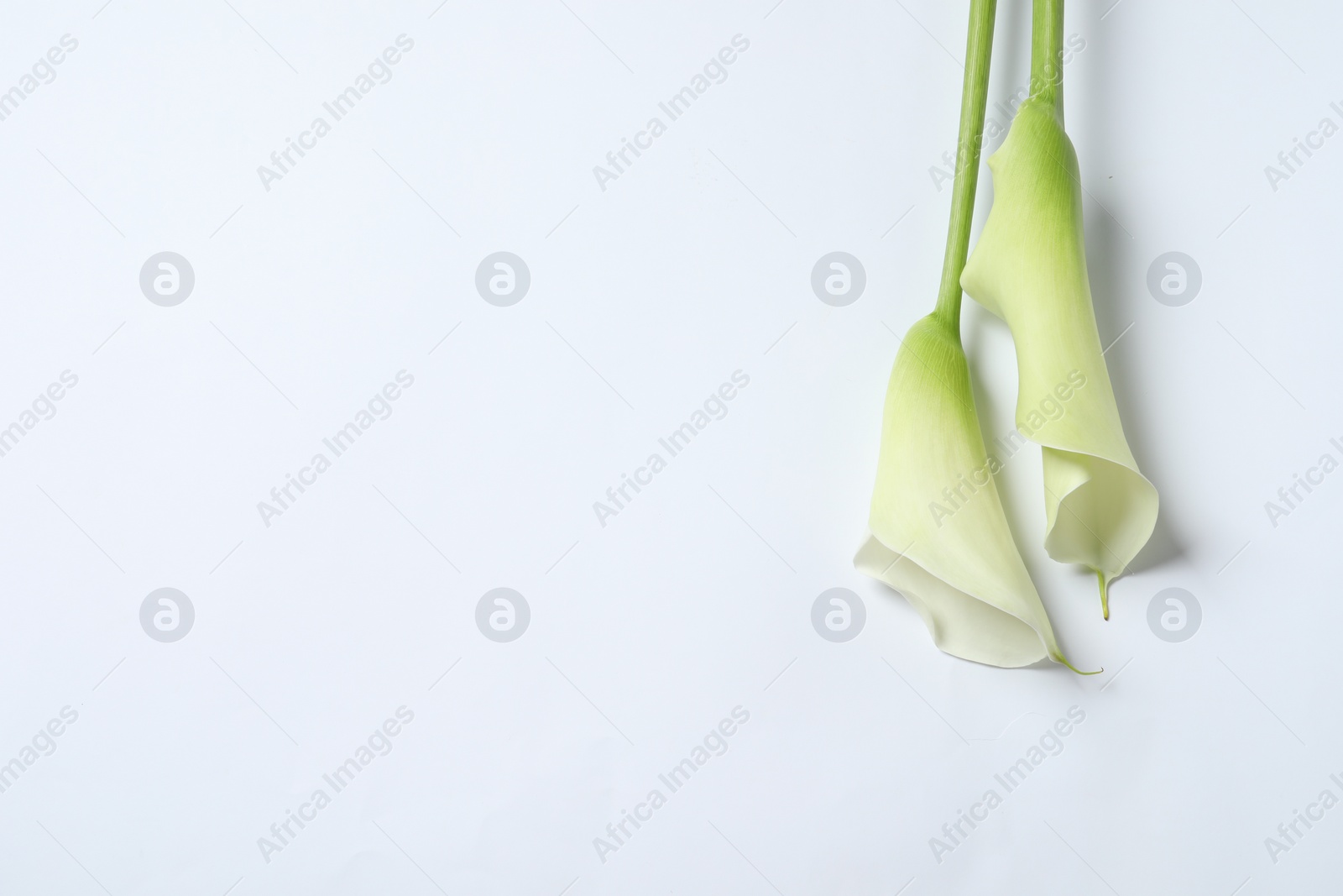 Photo of Beautiful calla lily flowers on white background, top view. Space for text