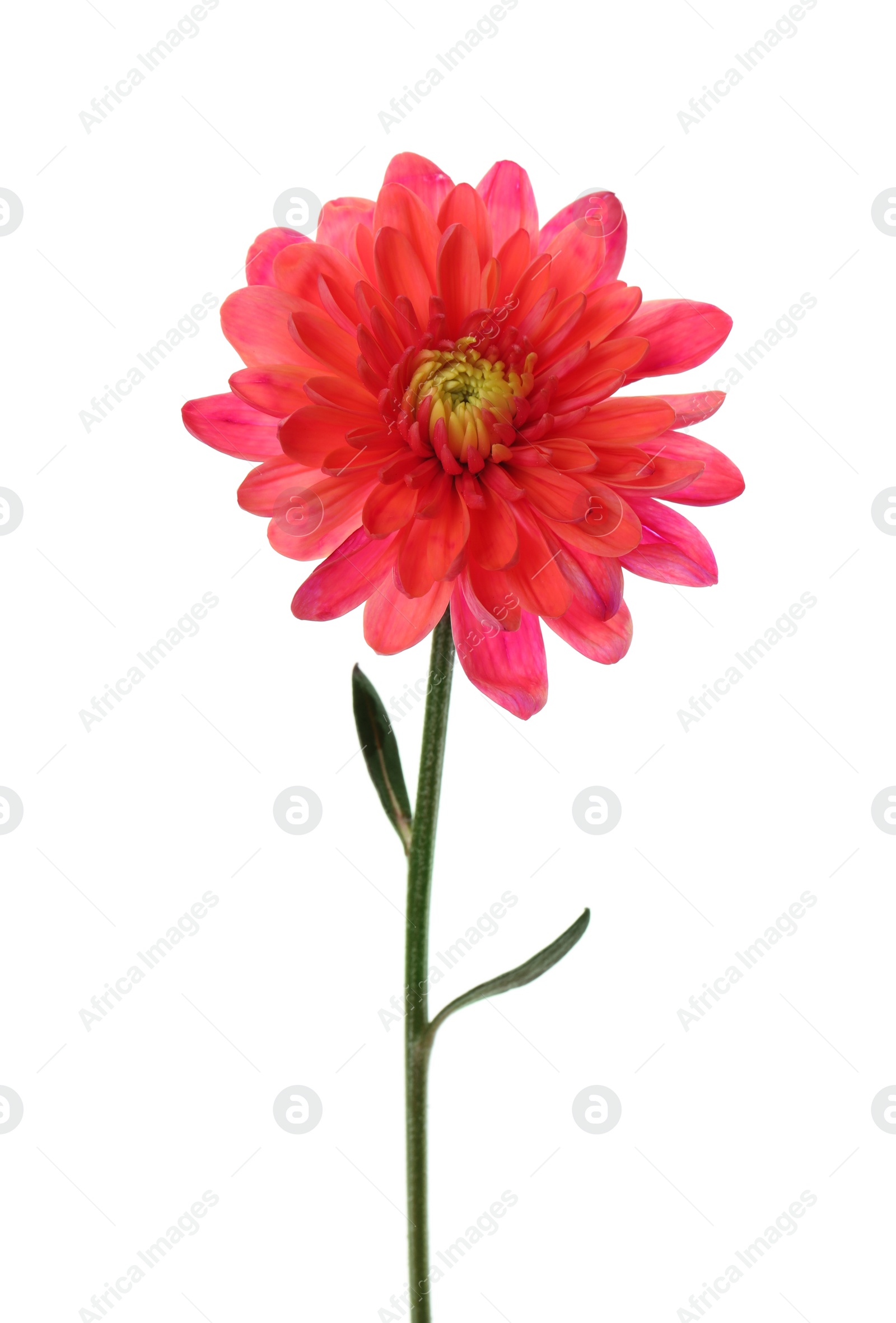 Photo of Beautiful blooming chrysanthemum flower isolated on white