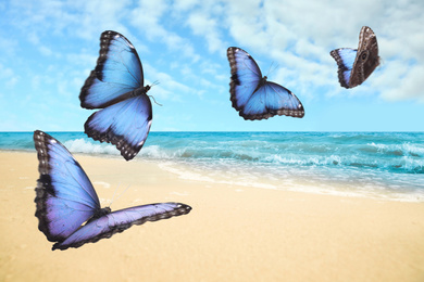 Image of Beautiful butterflies flying over sandy beach and ocean