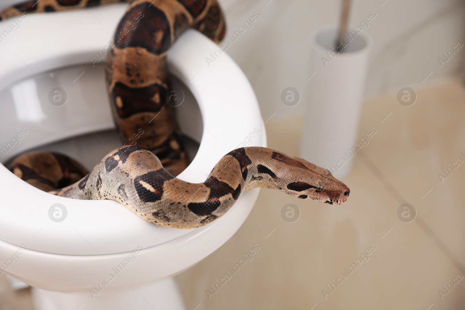 Photo of Brown boa constrictor on toilet bowl in bathroom