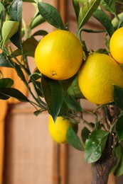 Photo of Closeup view of lemon tree with ripening fruits indoors