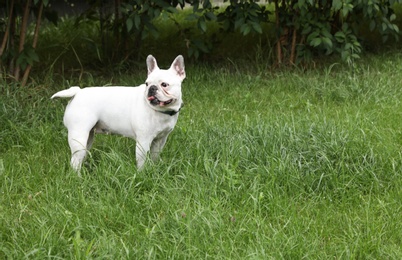 Photo of Adorable French Bulldog on green grass outdoors. Space for text