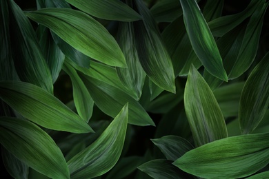 Image of Many bright green tropical leaves as background