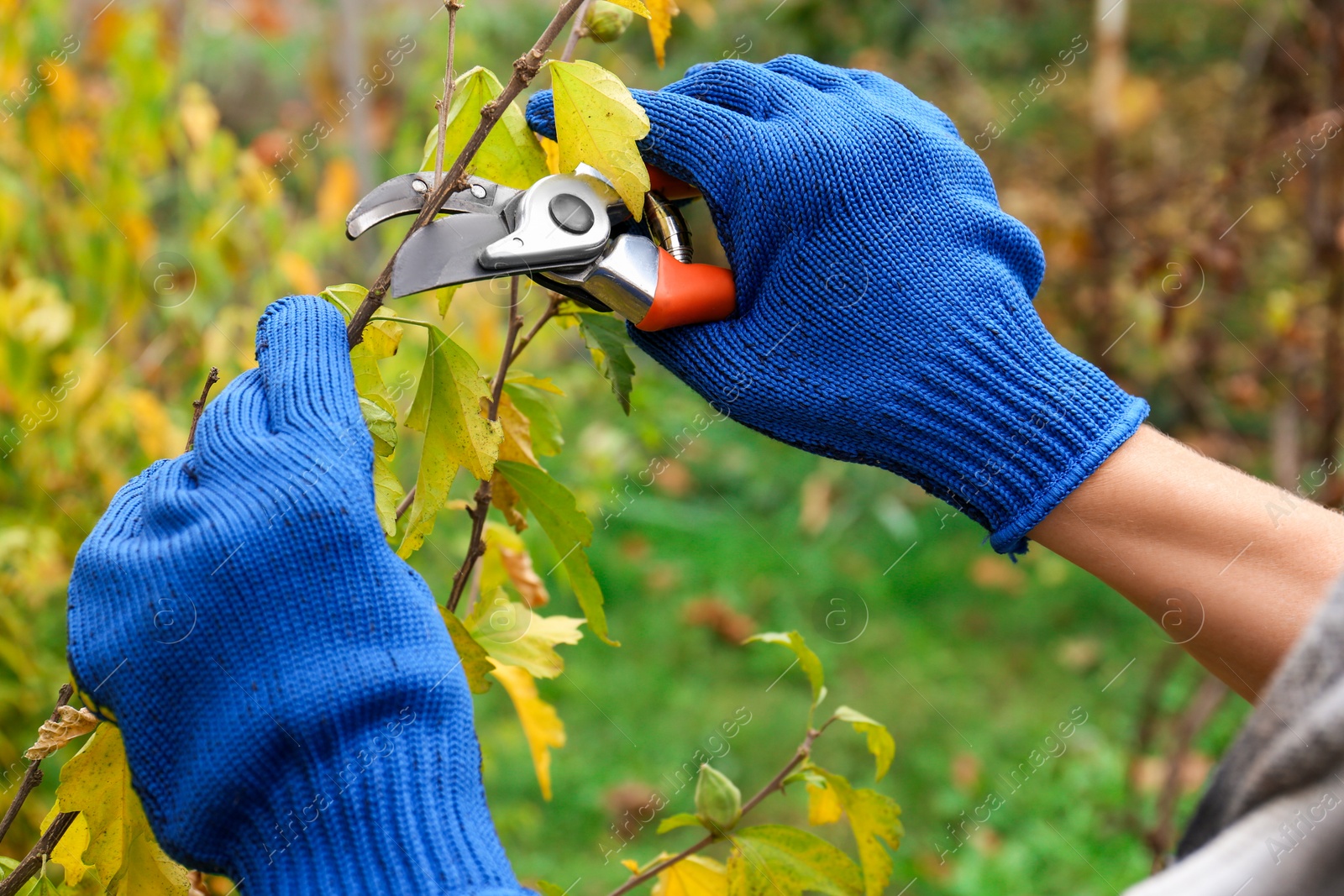 Photo of Woman wearing gloves pruning tree branch by secateurs in garden, closeup