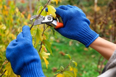 Woman wearing gloves pruning tree branch by secateurs in garden, closeup