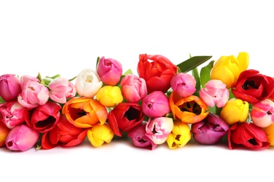 Photo of Beautiful bright tulips on white background. Spring flowers